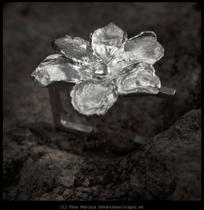 Silverblomma armand