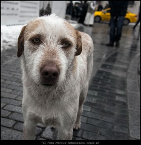 Eyes of a Streetdog