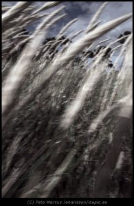 Fotokonst Gräs