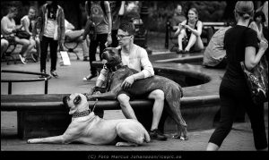 Knähund