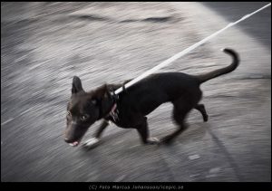 Hong Kong Street 2016
