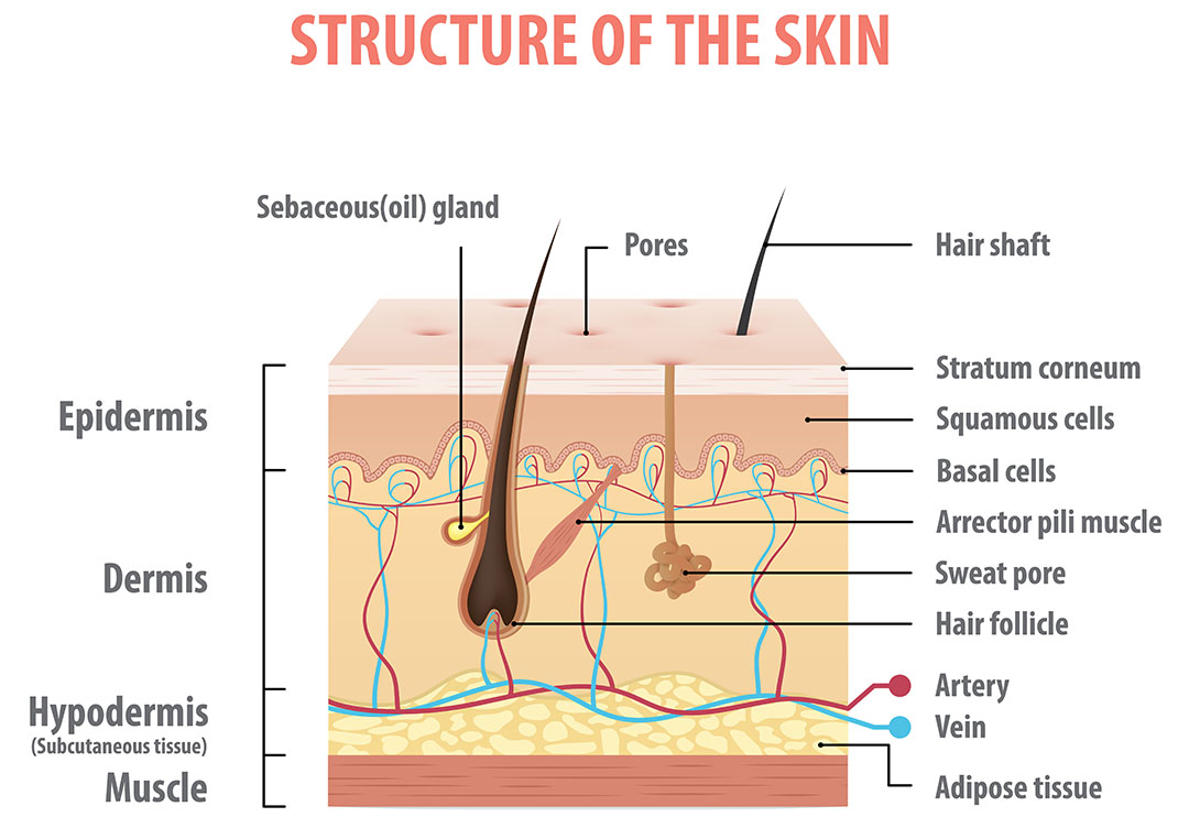 Structure of the Skin