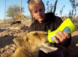 Lion Baby is feed with iiamo baby bottle