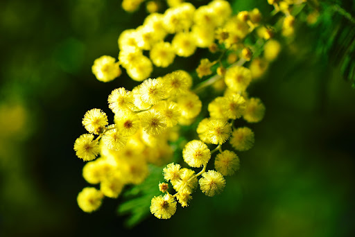 Festa della donna