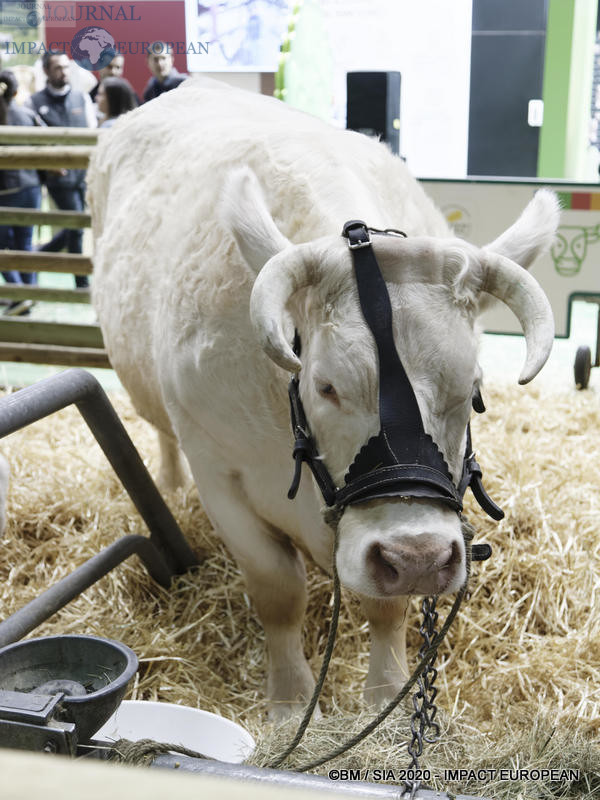 La Charolaise Ideale égérie du 57ème Salon de l'agriculture.