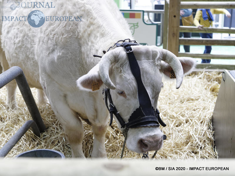 La Charolaise Ideale égérie du 57ème Salon de l'agriculture.