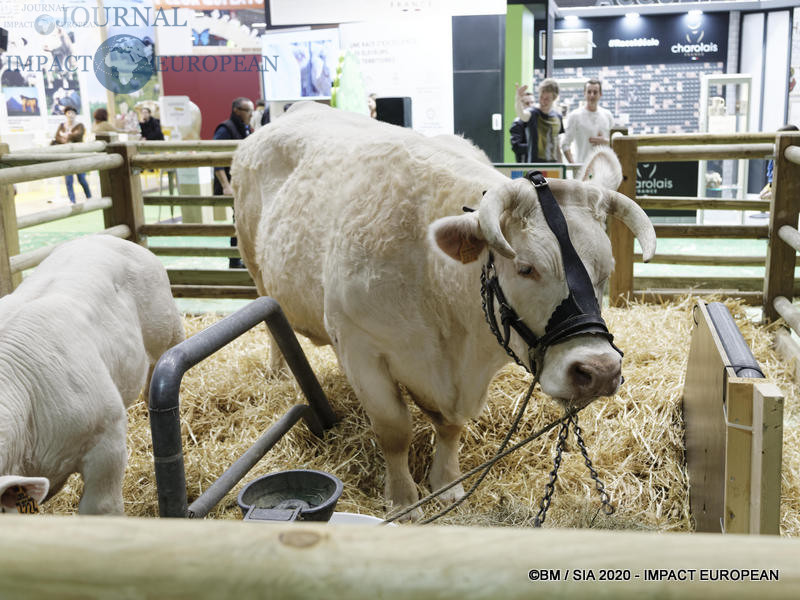 La Charolaise Ideale égérie du 57ème Salon de l'agriculture.