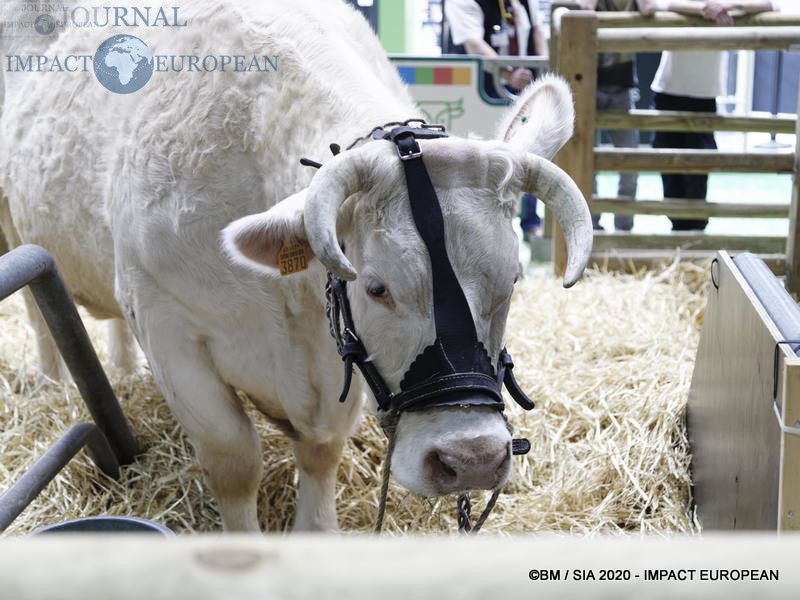 La Charolaise Ideale égérie du 57ème Salon de l'agriculture.