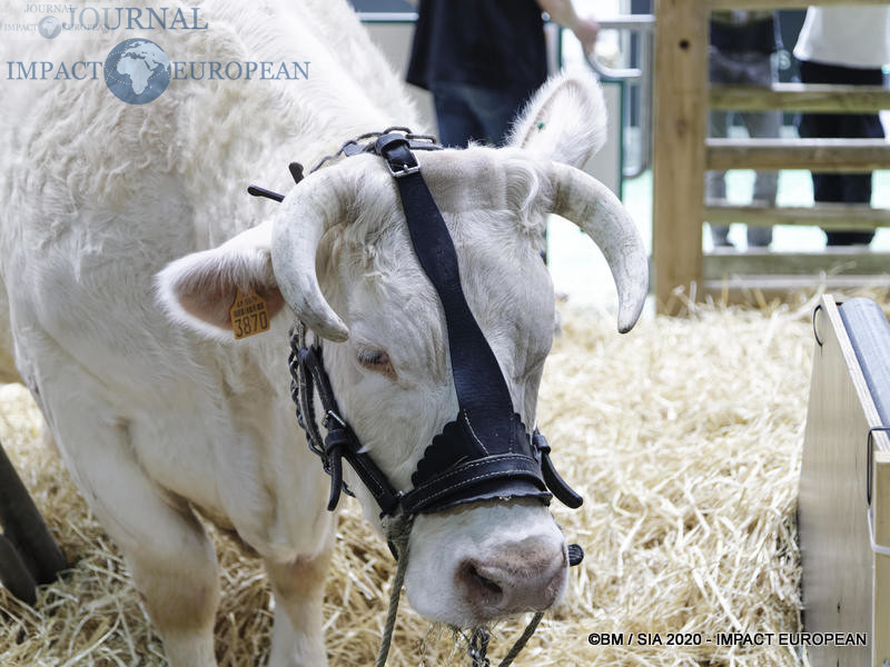 La Charolaise Ideale égérie du 57ème Salon de l'agriculture.