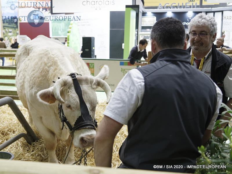 La Charolaise Ideale égérie du 57ème Salon de l'agriculture.