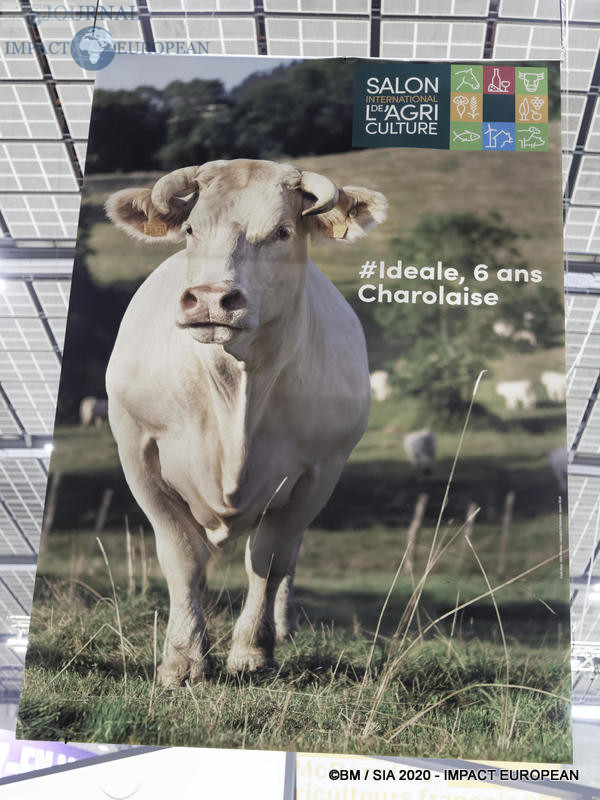 La Charolaise Ideale égérie du 57ème Salon de l'agriculture.