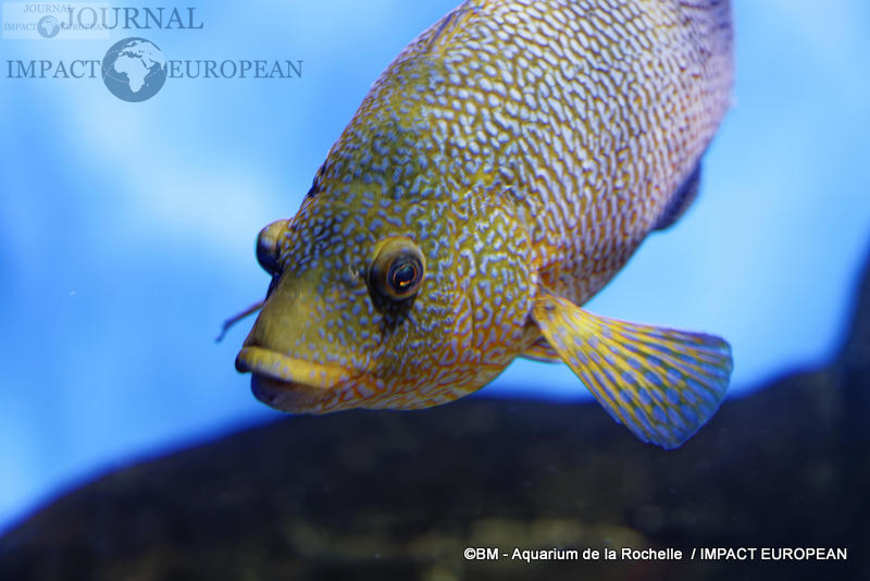 Encyclopédie des espèces - Aquarium La Rochelle