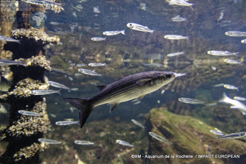 aquarium la rochelle 03