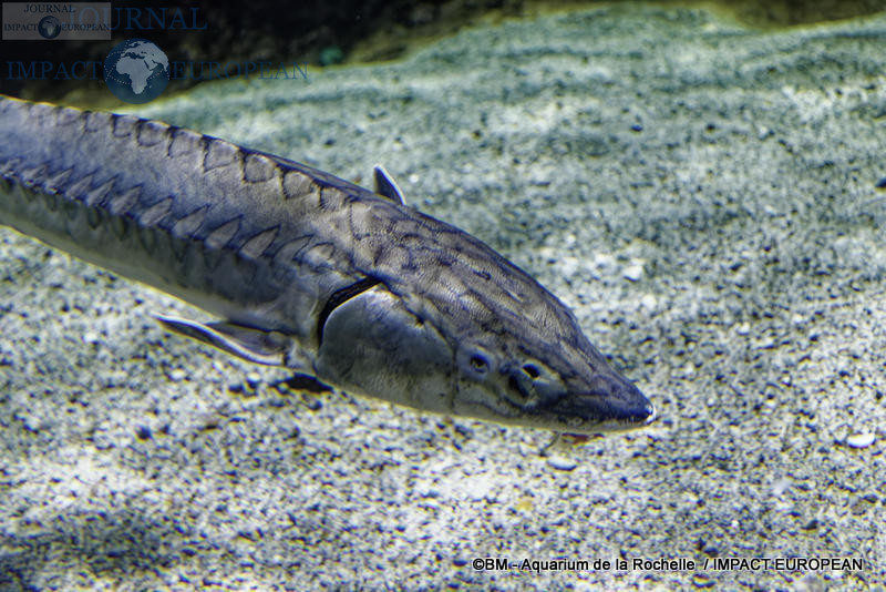 aquarium la rochelle 07