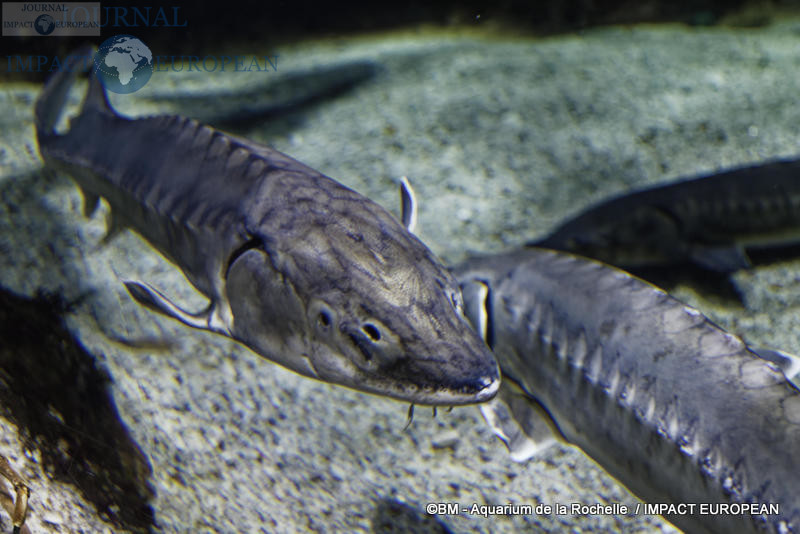 aquarium la rochelle 08