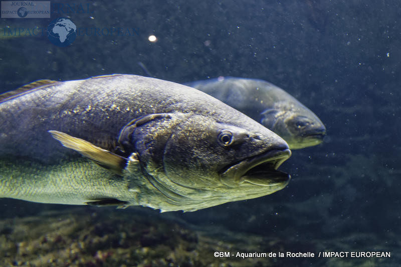 aquarium la rochelle 10