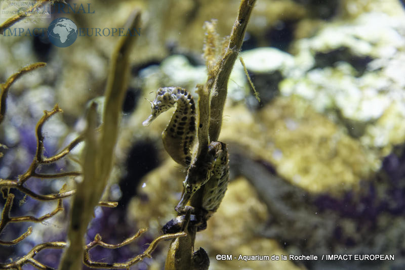 aquarium la rochelle 13