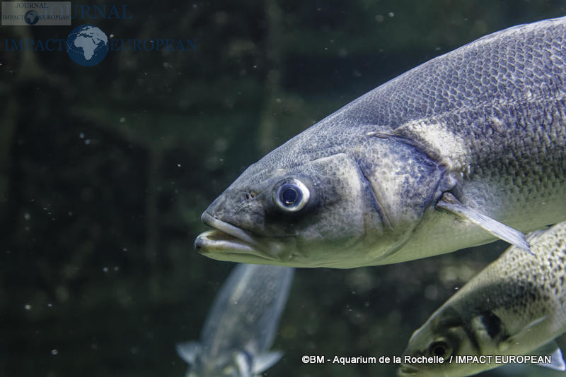 aquarium la rochelle 14