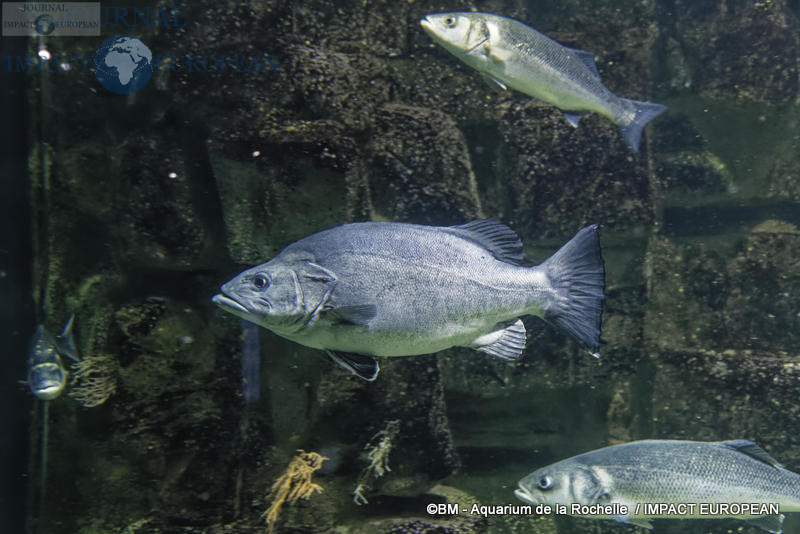 aquarium la rochelle 15