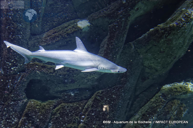 aquarium la rochelle 17