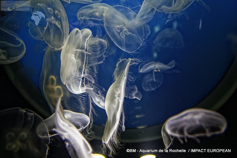 aquarium la rochelle 19