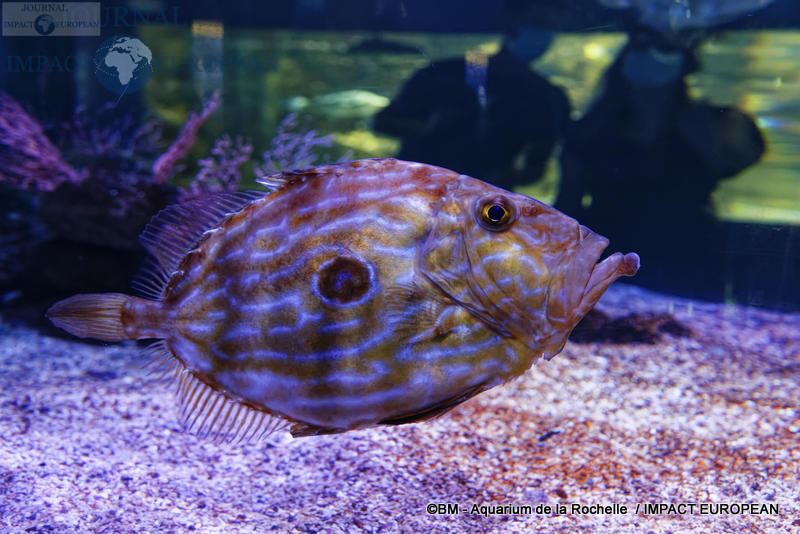 aquarium la rochelle 21