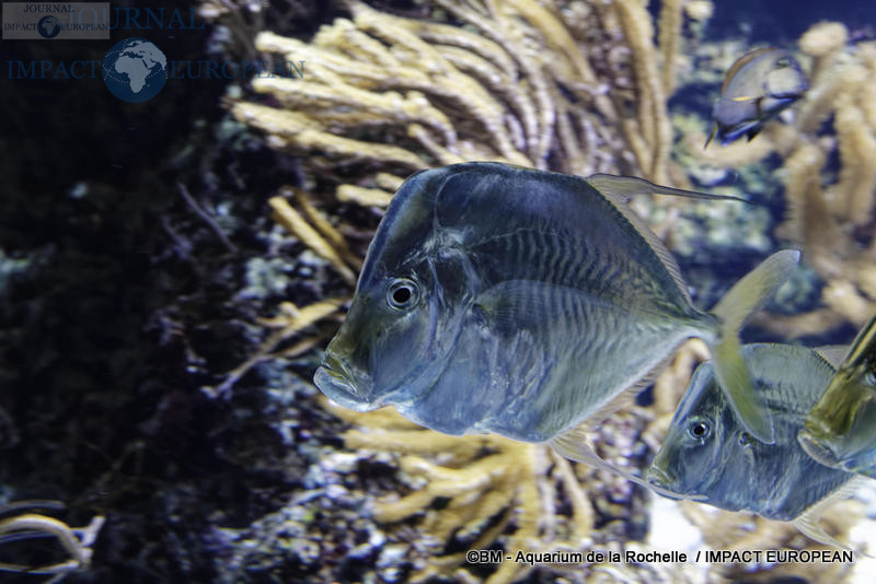 aquarium la rochelle 26