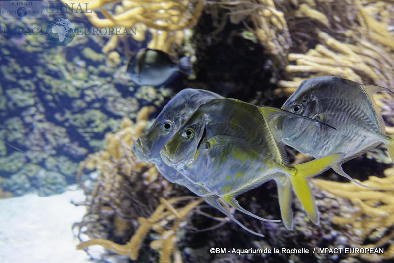 aquarium la rochelle 28