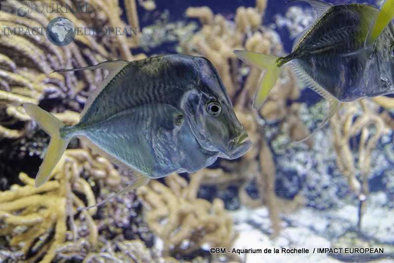 aquarium la rochelle 29