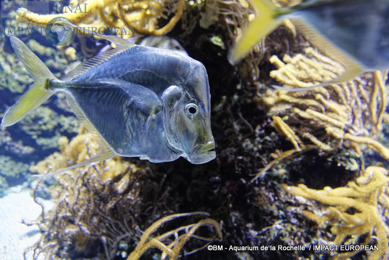 aquarium la rochelle 30