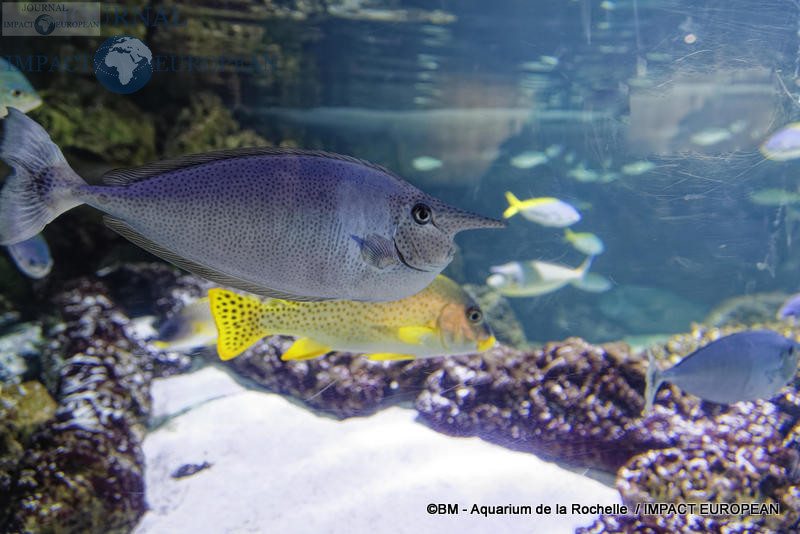 aquarium la rochelle 31