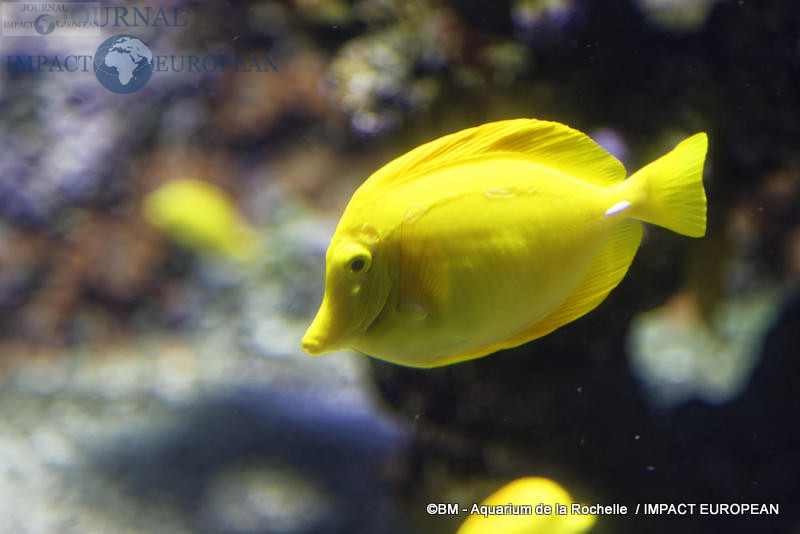 aquarium la rochelle 35