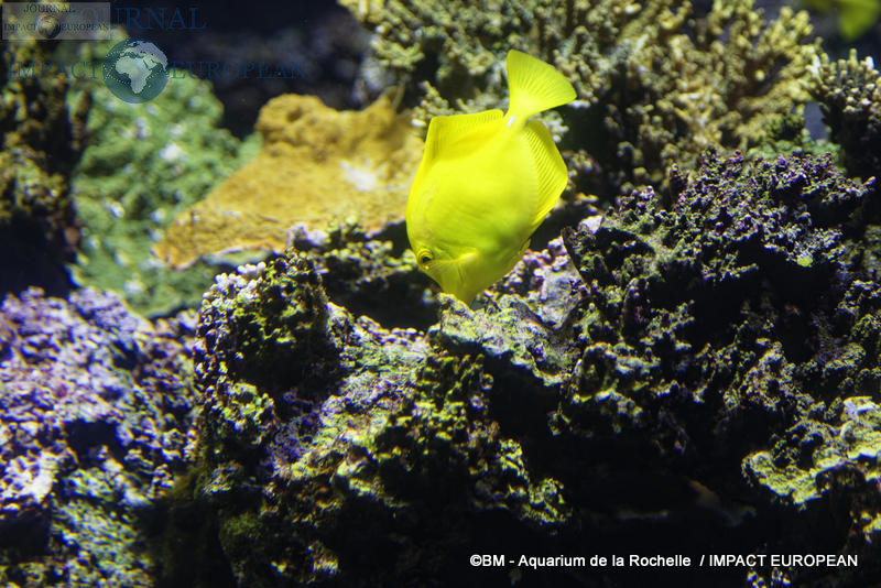 aquarium la rochelle 36