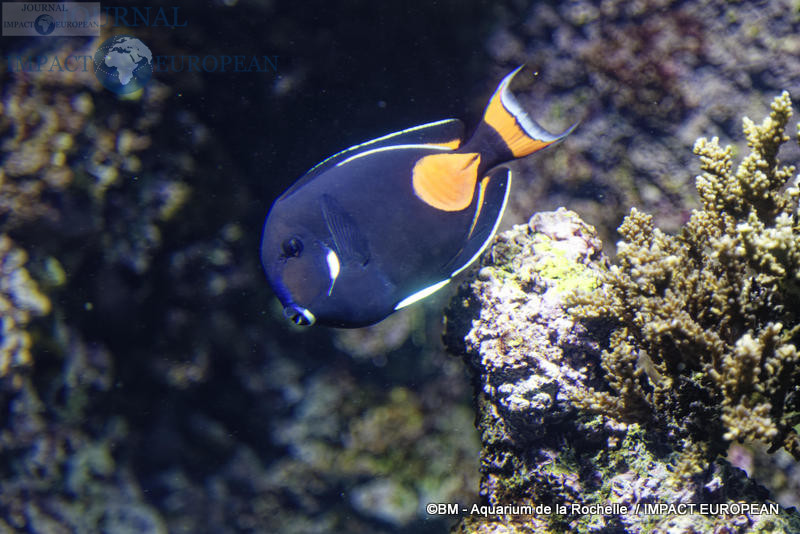 aquarium la rochelle 37