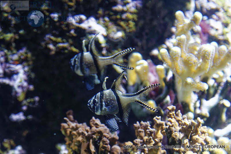 aquarium la rochelle 38