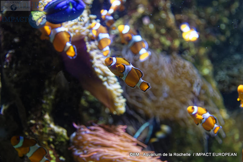 aquarium la rochelle 40