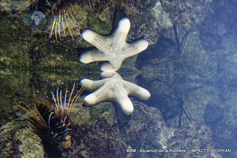 aquarium la rochelle 42