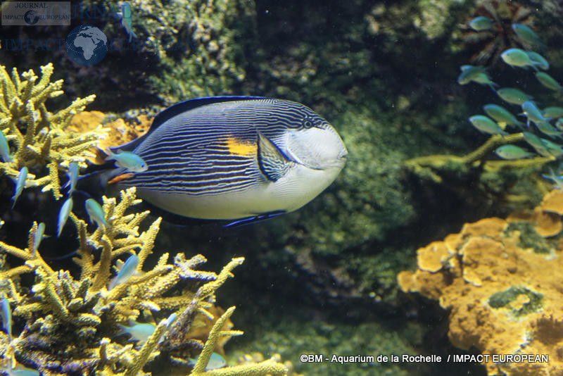 aquarium la rochelle 46