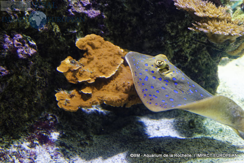 aquarium la rochelle 50