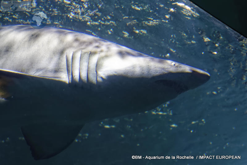 aquarium la rochelle 54