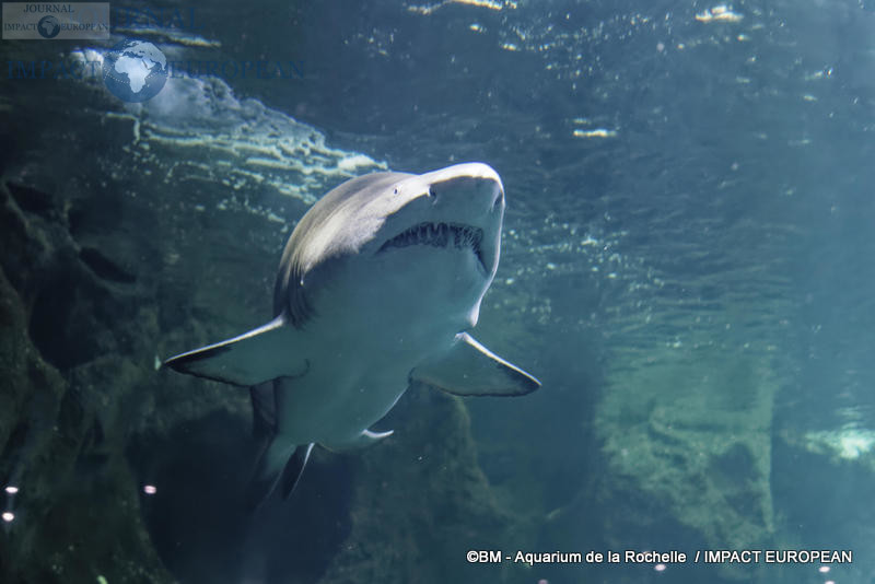 aquarium la rochelle 56