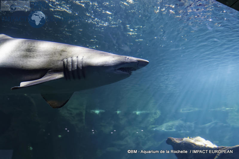 aquarium la rochelle 58