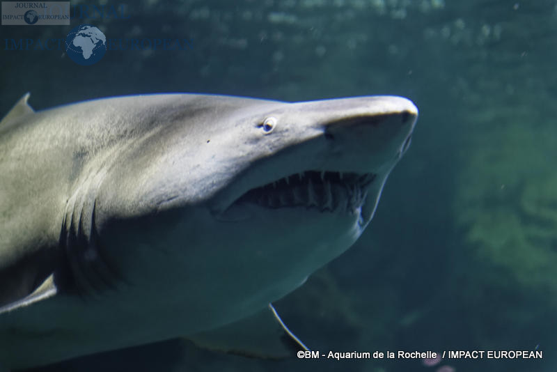 aquarium la rochelle 60