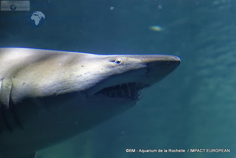 aquarium la rochelle 61