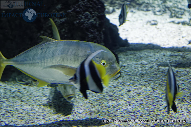 aquarium la rochelle 63