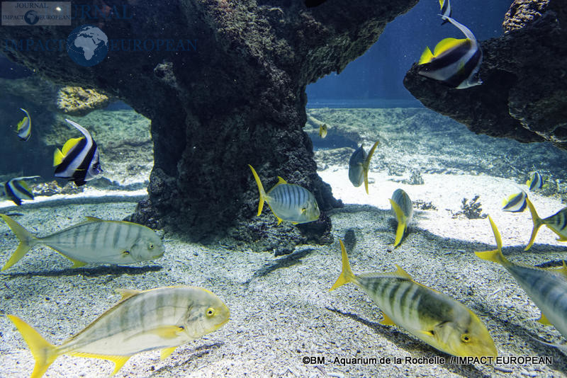 aquarium la rochelle 64