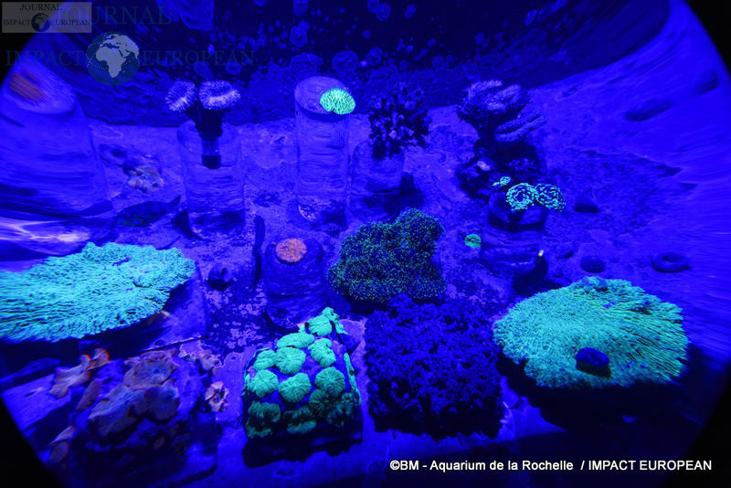 aquarium la rochelle 65