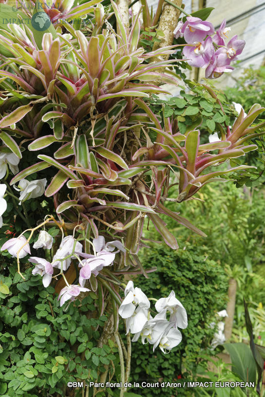 parc floral de la court d'aron 08