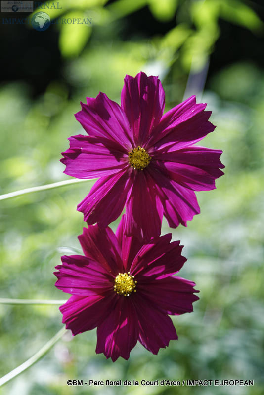 parc floral de la court d'aron 12