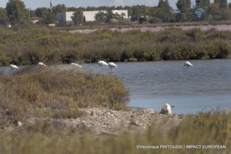 Les Salins de Camargue 15